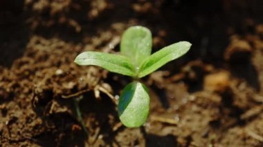 Yağmur damlaları bitkinin yaprağından aşağı akar. Damlalı yeşil yaprak. Doğa, yağmur. Kapatın. Tarım kavramı. 