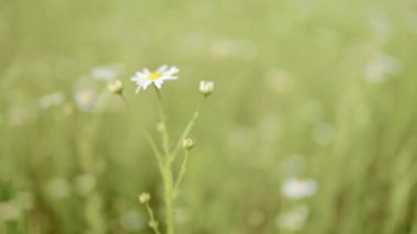 Beyaz doğa papatya çayırı kapanıyor. Biyoloji, fauna, çevre, ekosistem. 