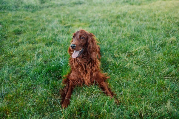 Щасливий Ірландський Пес Відкритим Ротом Лежить Природній Зеленій Траві Озираючись — стокове фото