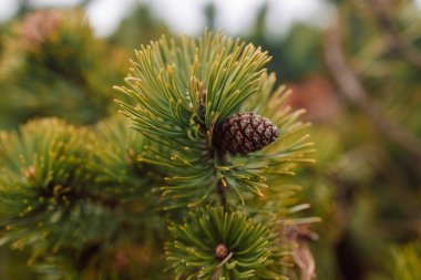 Spruce şubesi. İğneli ladin çok güzel bir dalı. Doğadaki Noel ağacı. Yeşil ladin. Spruce yaklaş. 