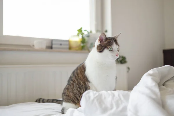 Tabby Chat Rayé Gris Trouve Dans Lit Sur Fond Gris — Photo