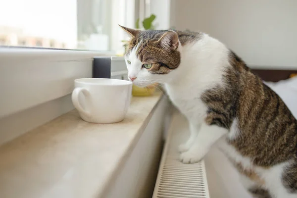 Solitario Gato Canoso Apoyado Ventana Cristal Casa Mientras Huele Una — Foto de Stock