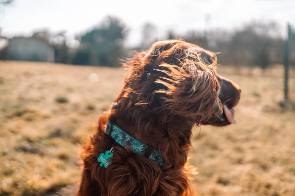 Cão Vermelho Cão Caça Irlandês Verão Deitado Parque Grama — Fotografia de Stock