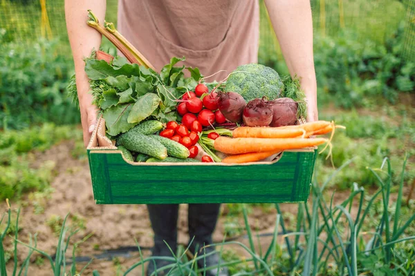 Organic Farmer Harvesting Fresh Colorful Organic Vegetables Her Farm — Stockfoto