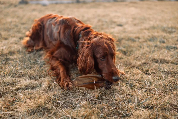 Beautiful Red Irish Setter Puppy Dog Food Eats Autumn Grass — Stockfoto