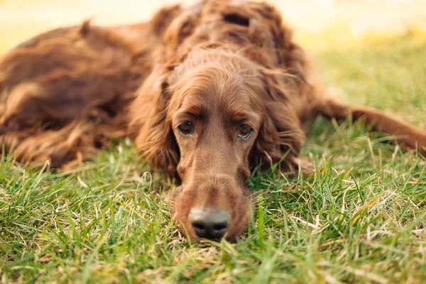 Müder Unglücklicher Brauner Irischer Setterhund Liegt Gras Einem Sommerpark — Stockfoto