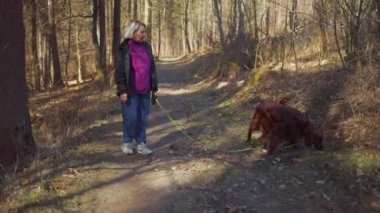 50 'lerin sarışın kadını ve onun tatlı İrlandalı köpeği altın sonbahar parkında yolda yürüyor.. 