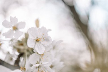 Baharda mavi gökyüzünde güzel kiraz çiçekli sakura. Banner bahar zamanı konsepti