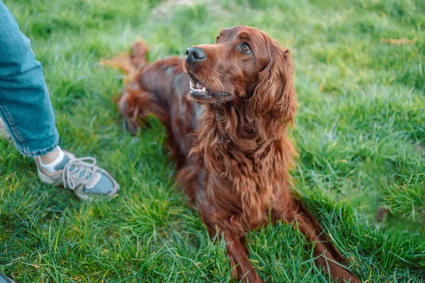 Счастливая Ирландская Собака Открытым Ртом Лежащая Естественной Зеленой Траве Отводящая — стоковое фото