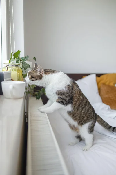 Einsame Grau Gestromte Katze Lehnt Fenster Des Hauses Während Sie — Stockfoto