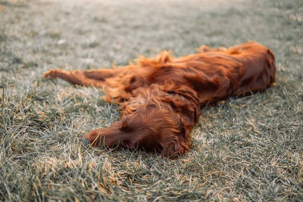 Adorável Cão Vermelho Setter Irlandês Adormecido Gramado Verde Sombra — Fotografia de Stock