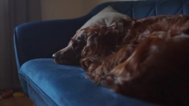 Kırmızı İrlandalı köpek yavrusu köpek yatağında uyuyor. Yüksek kaliteli FullHD görüntüler