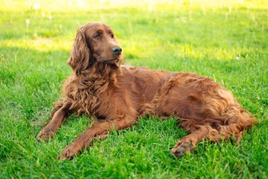 Güzel İrlandalı yerleşimci köpek dışarıda yeşil çimlerin üzerinde uzanıyor..