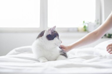 Bir kadının elleri yatakta uzanmış beyaz gri kediye dokunurken, pencerelerin yakınındaki seçici odak noktasında. Sıcak sabah yatma vakti.
