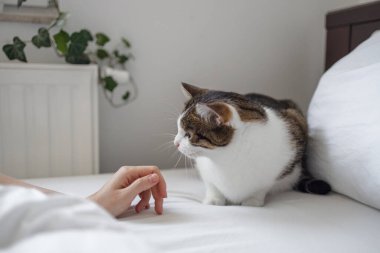 Bir kadının elleri yatakta uzanmış beyaz gri kediye dokunurken, pencerelerin yakınındaki seçici odak noktasında. Sıcak sabah yatma vakti.