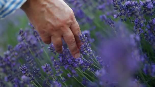 Lavender Flower Blooming Scented Fields Endless Rows Sunset Selective Focus — Video