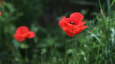 4k doğa konsepti kırmızı gelincikler çiçeklenir çayırlarda rüzgardan salınır ilkbaharda yavaş çekimde güneş ışığı parlar. 