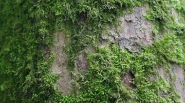 Ağaç gövdesindeki yosun örtüsünün yakın çekim görüntüsü.