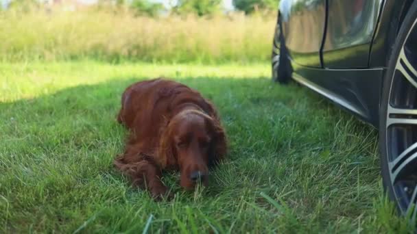 Tired Unhappy Brown Irish Setter Dog Lies Grass Summer Park — Vídeo de Stock