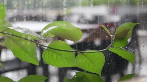 Raindrops Window Pane Raining Shower Water Droplets Fixed Green Leaves — Stockvideo