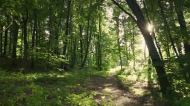 Güneşli bahar ormanında güzel bir gündoğumu güneşi. Orman manzarasında güneş ışığı ormanları aydınlatır..