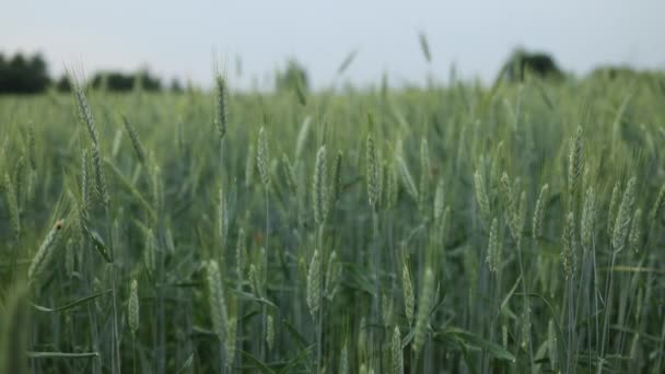 Close Green Ears Wheat Field Growing Organic Vegetables Eco Friendly — Vídeo de Stock