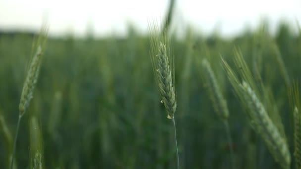 Közeli Zöld Búzafülek Mezőn Bio Zöldségeket Termesztek Környezetbarát Termékek Mezőgazdaság — Stock videók