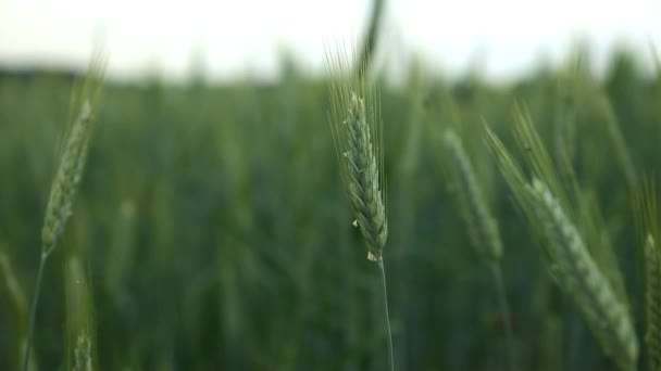 Primer Plano Espigas Verdes Trigo Campo Cultivar Verduras Ecológicas Productos — Vídeo de stock