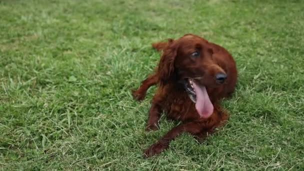 Tired Unhappy Brown Irish Setter Dog Lies Grass Summer Park — ストック動画