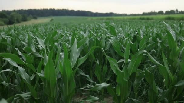Сільське Господарство Листя Кукурудзи Заході Сонця Кукурудзяна Плантація Зелене Листя — стокове відео