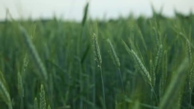 close-up green ears of wheat in the field. Growing organic vegetables. Eco-friendly products. Agriculture and farming. Plantation cultivation. High quality FullHD footage