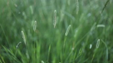 Rüzgarda uçuşan yeşil çimen, rüzgarda sallanan gümüş yeşil çimen çiçeği. Ağır çekim. Yüksek kaliteli FullHD görüntüler
