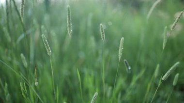 Rüzgarda uçuşan yeşil çimen, rüzgarda sallanan gümüş yeşil çimen çiçeği. Ağır çekim. Yüksek kaliteli FullHD görüntüler