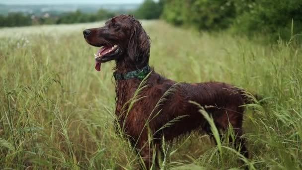Wet Happy Red Pedigreed Irish Setter Dog Running Field Wheat — 비디오