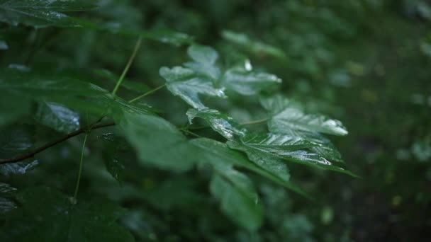 Deszcz Pada Zielone Liście Roślin Filmik Letnim Deszczem Natura Tle — Wideo stockowe
