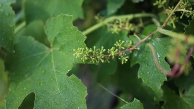 Green grape leaves on the branch with water drops in the garden. Rain in the vineyard. Vine leaves after a rainstorm 