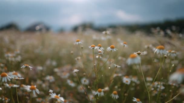 Kamillenfeld Kamillenfelder Winken Aus Nächster Nähe Schöne Naturlandschaft Mit Blühenden — Stockvideo