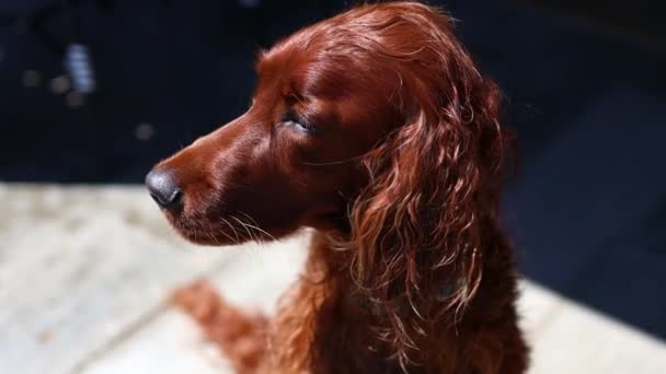 Czerwony Pies Irlandzki Setter Lecie — Wideo stockowe