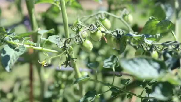 Zbliżenie Gałązki Rośliny Pomidorowej Czerwonymi Zielonymi Pomidorami Kropelkami Podlewaniu Ogrodzie — Wideo stockowe