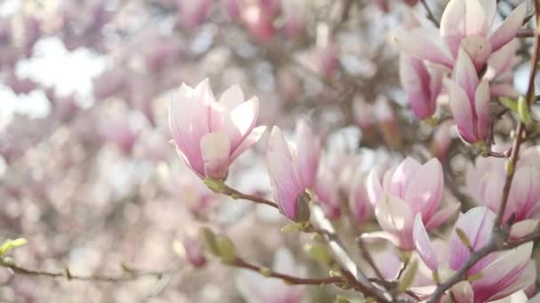 Piękne Różowe Kwitnące Drzewo Magnolii Kwiaty Magnolii Płatkach Których Woda — Wideo stockowe