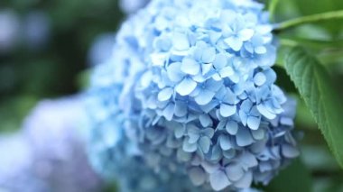 Soft blue Hydrangea Hydrangea macrophylla or Hortensia flower with water dew on petals. 