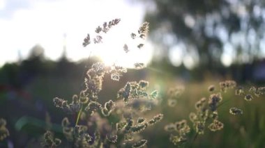 Rüzgarda uçuşan yeşil çimen, rüzgarda sallanan gümüş yeşil çimen çiçeği. Ağır çekim. Yüksek kaliteli FullHD görüntüler