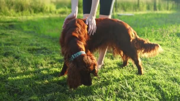 Ruce Majitele Pohladit Psa Při Východu Slunce Zelené Trávě Letním — Stock video