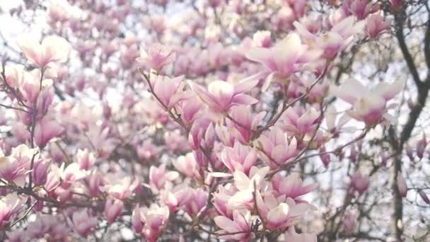 Beautiful Pink Flowering Magnolia Tree Magnolia Flowers Petals Which Water — Αρχείο Βίντεο