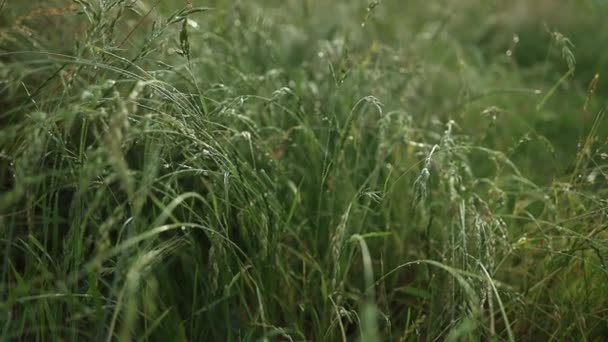 Green Grass Flower Blowing Wind Silver Green Grass Flower Sway — Vídeos de Stock