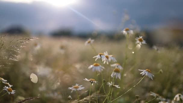 Χαμομήλι Χαμομήλι Πεδίο Φυτό Αέρα Κοντά Όμορφη Φύση Σκηνή Ανθισμένα — Αρχείο Βίντεο