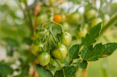 Çalı üzerinde yeşil yapraklı olgun kırmızı erik domates kümesi. Serada sebze yetiştirmek. 