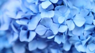 Soft blue Hydrangea Hydrangea macrophylla or Hortensia flower with water dew on petals. 