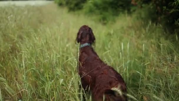 Wet Happy Red Pedigreed Irish Setter Dog Running Field Wheat — Stockvideo