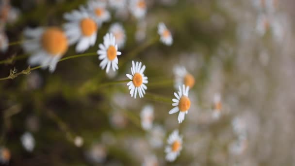 Chamomile Field Chamomile Field Plant Wind Close Beautiful Nature Scene — Vídeos de Stock